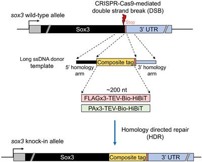 Efficient CRISPR-Cas9-Mediated Knock-In of Composite Tags in Zebrafish Using Long ssDNA as a Donor